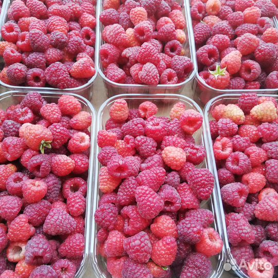 Саженцы ремонтантной малины