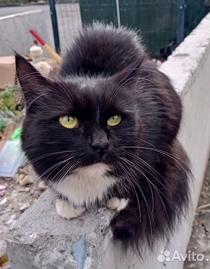 Кошка