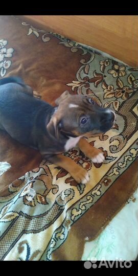 Девочка стафик