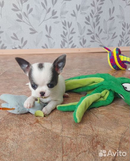 Щенки чихуахуа
