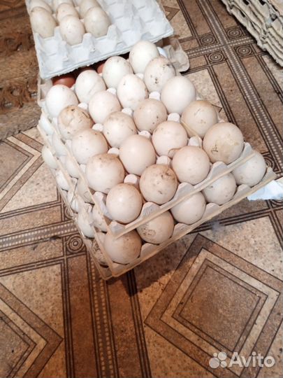 Яйца индоутиные