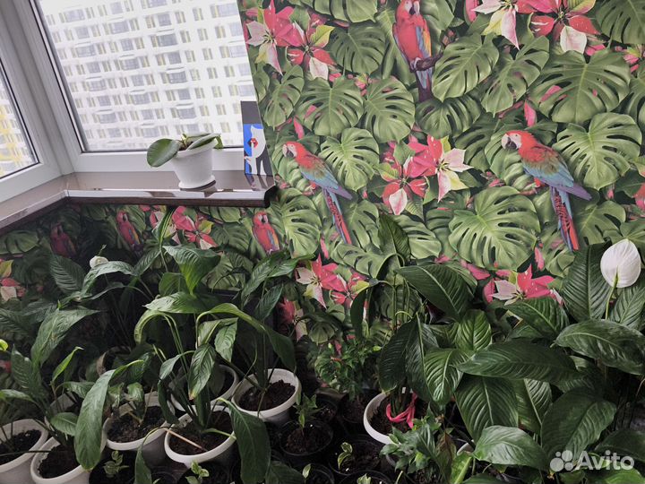 Фикус бенджамина пестролистный