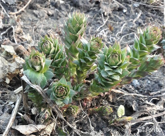 Сирень белая. Золотой корень, родиола розовая