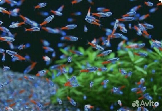 Аквариумные рыбки