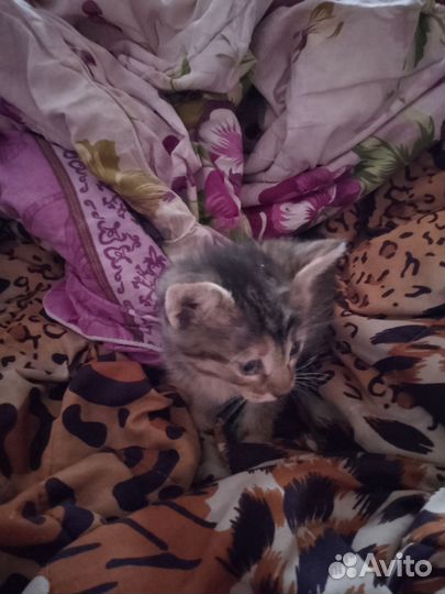 Отдаю маленькое пушистое чудо в добрые руки