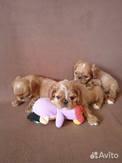 Щенки Кинг спаниеля(Английский той спаниель)