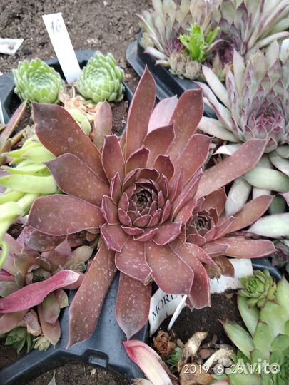 Молодило Одитта (трубчатое) и другие сорта