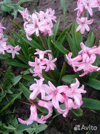 Луковицы гиацинтов