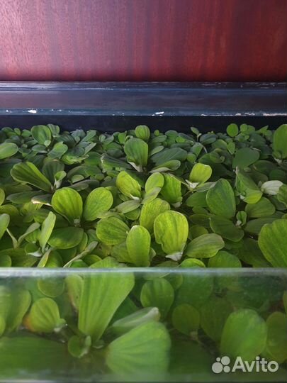 Аквариумное растение пистия