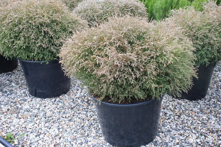 Туя Mr Bowling Ball