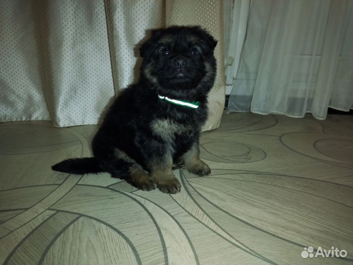 Щенки немецкой овчарки