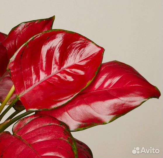 Аглаонема ред стар