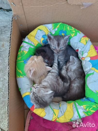 Котята в добрые руки