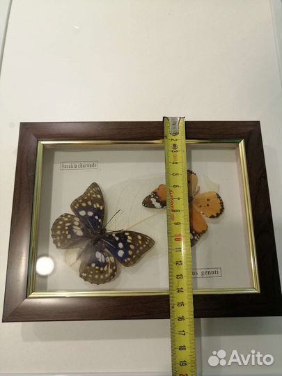 Бабочки настоящие в рамке панно