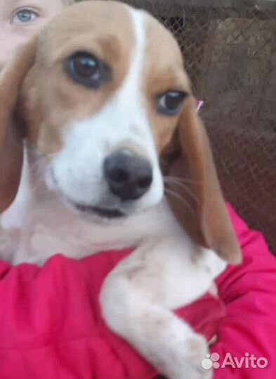 Щенки бигль девочка