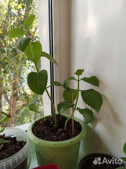 Мята лимонная