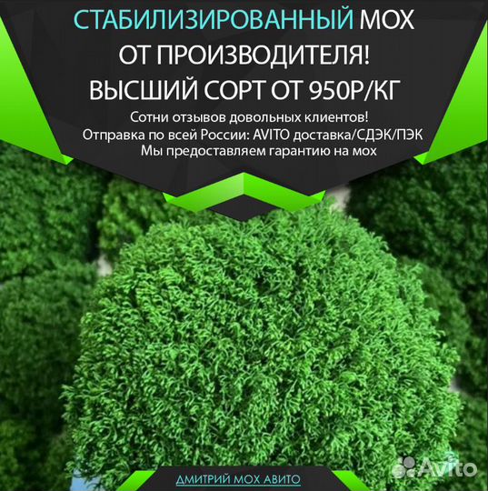 Стабилизированный мох интерьер помещений ягель