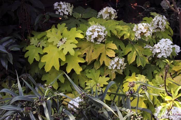 Гортензия дуболистная