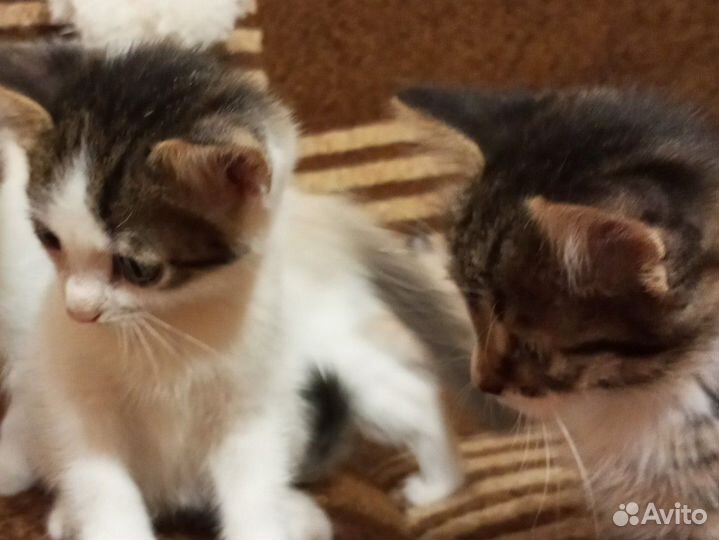 Котята в добрые руки