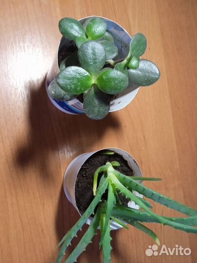 Суккуленты