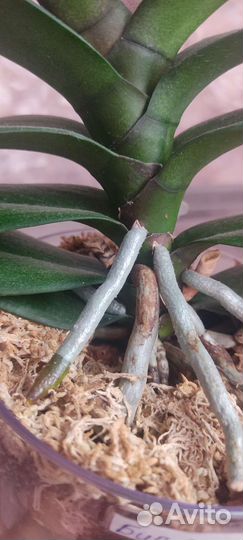 Орхидея биг лип