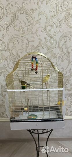 Кенор и канарейка