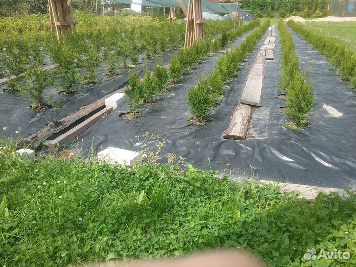 Туя из питомника