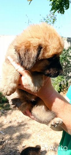 Отдам в добрые руки