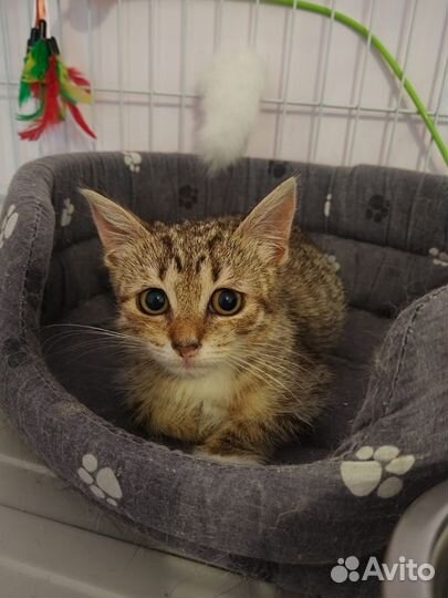 Котёнок кошечка