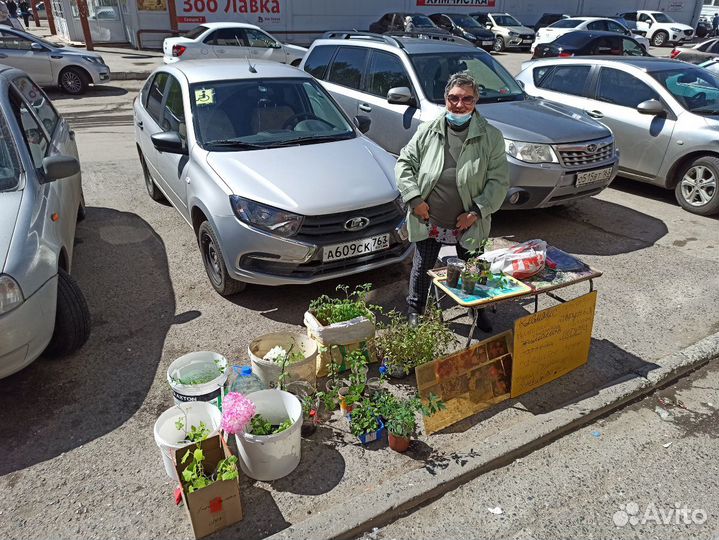 Клематисы 24.05 буду у каретного двора
