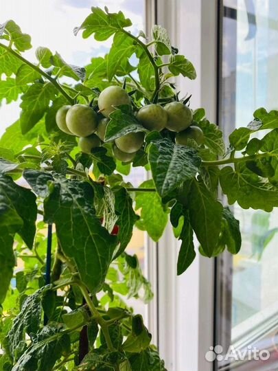 Помидоры в горшке