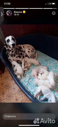 Далматинец