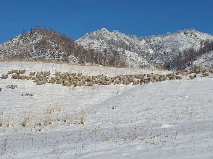 Участок 5,1 га (СНТ, ДНП)