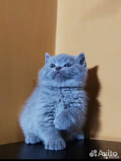 Клубные голубые британец