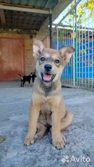 Щенки помесь