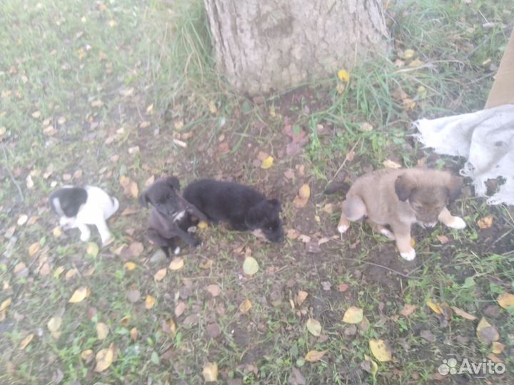 Щенятки в дар