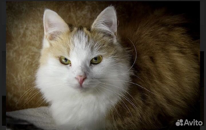 Кошка в дар