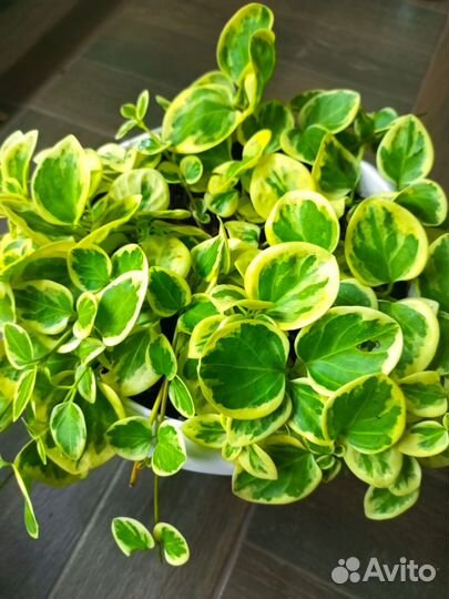 Пеперомия вариегатная