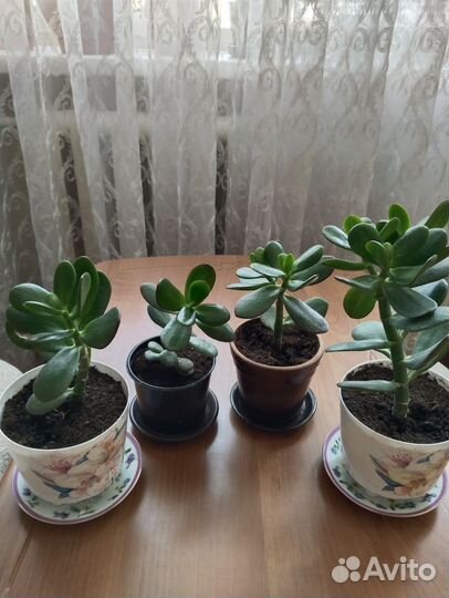 Толстянка (денежное дерево)