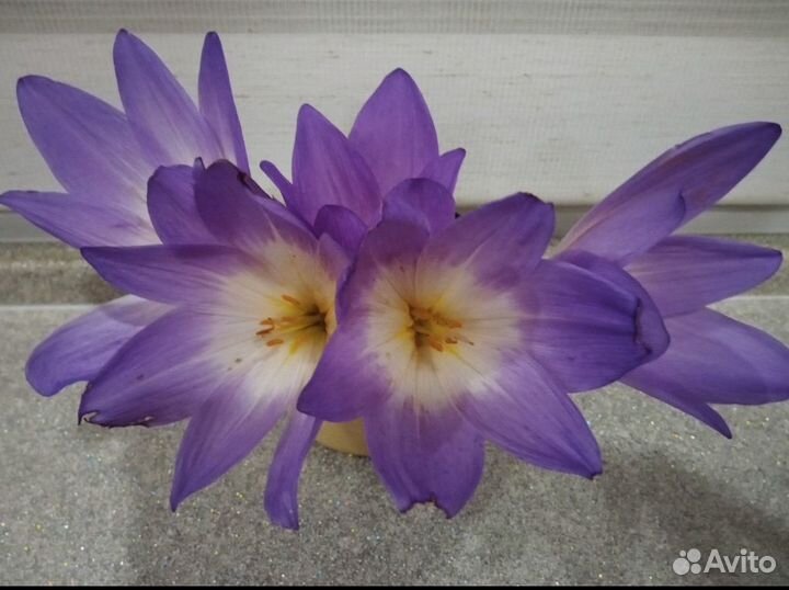 Садовые многолетние цветы