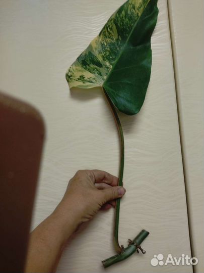 Сортовые филодендроны