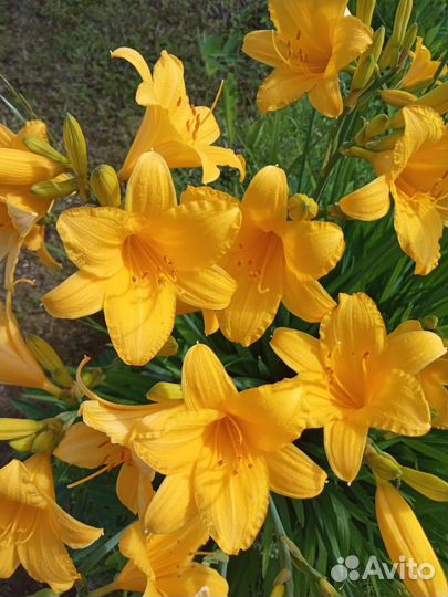 Многолетние растения для сада