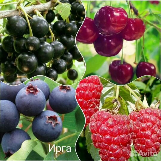 Саженцы плодово - ягодных