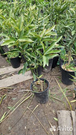 Кумкват апельсин мандарин лимон. Цитрусовые