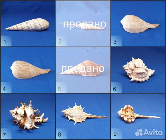 Морские ракушки Мурекс, Murex indivia - 87мм