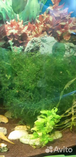Растения для аквариума
