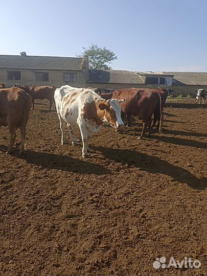 Корова стельная дойная