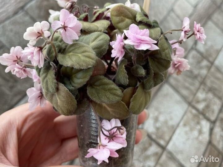 Листочки сортовых фиалок