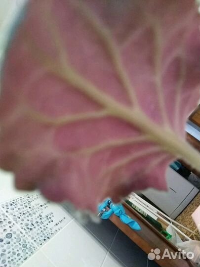 Комнатное растение Фиалка сортовая