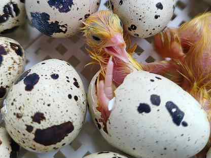 Инкубационное яйцо перепелов, Великие Луки